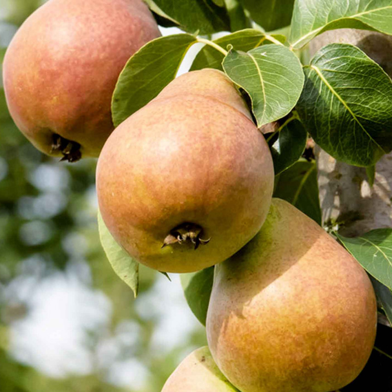 Säulenbirne (Pyrus communis) DECORA