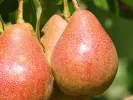 BIO Säulenbirne AROMA SPUR GELB-ROT - Tutifruti SK