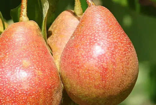 Die Welt der Birnen (Teil 2): Unbekannte Gesichter und das verborgene Potenzial der Gattung Pyrus | Blog