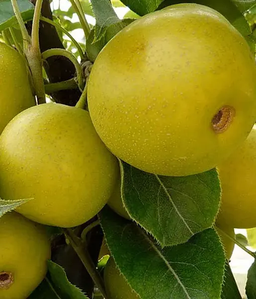 Apple Pear (Pyrus pyrifolia) HAYATAMA