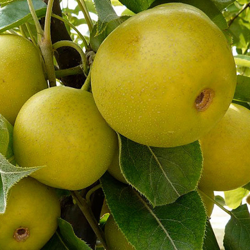 Nashi - Japanische Birnenbaum (Pyrus pyrifolia) HAYATAMA