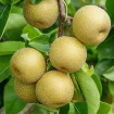 Nashi – Asiatische Birnen