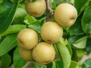 Nashi - Japanische Birnenbaum (Pyrus pyrifolia) HOSUI - Tutifruti SK