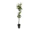 Nashi - Japanische Birnenbaum (Pyrus pyrifolia) HOSUI - Tutifruti SK