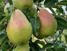 Birnenbaum (Pyrus communis) "JOJKO"