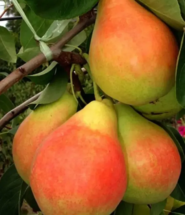 Birnenbaum  (Pyrus communis) NAPOCA