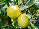 Nashi - Japanische Birnenbaum (Pyrus pyrifolia) NIJISSEIKI