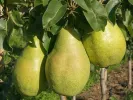 Pear (pyrus communis) NOJABRSKAJA - Tutifruti SK