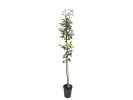 Pear (pyrus communis) NOJABRSKAJA - Tutifruti SK