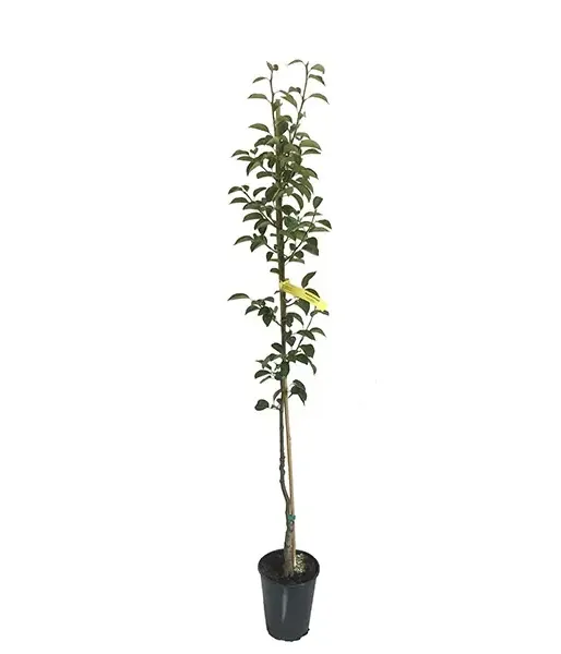 Pear (pyrus communis) NOJABRSKAJA - Tutifruti SK