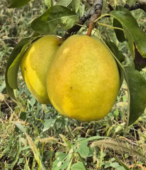 Birnenbaum  (Pyrus communis) ORIZONT