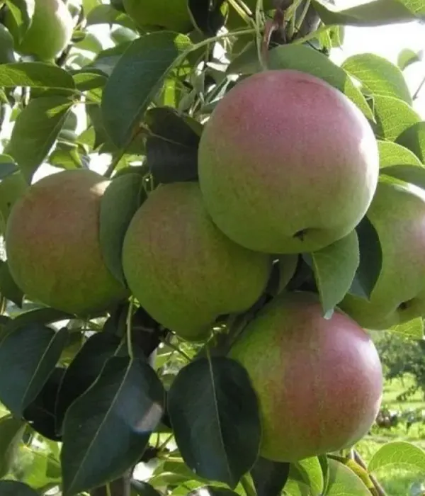 Pear (pyrus communis) DESSERTNAYA ROSSOSHANSKAYA