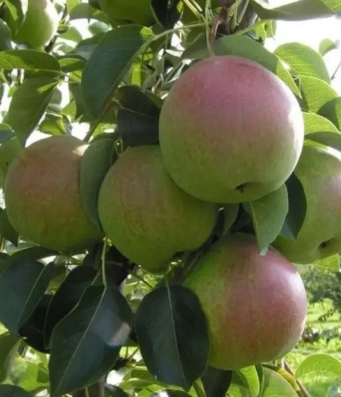 Hruška (Pyrus communis) DESSERTNAYA ROSSOSHANSKAYA - Tutifruti, s.r.o.