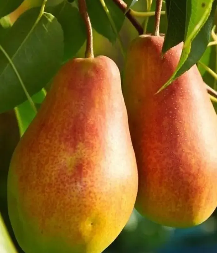 Birnenbaum  (Pyrus communis) DUKHMYANAYA - Tutifruti, s.r.o.
