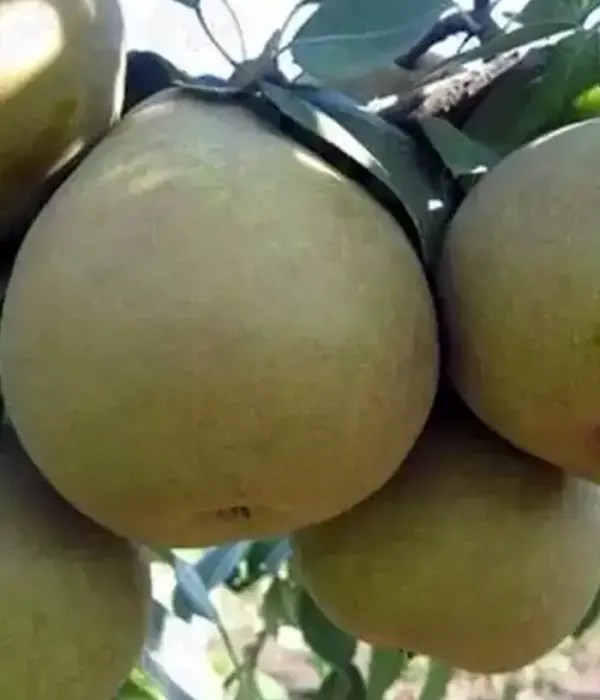 Pear (pyrus communis) ETJUD