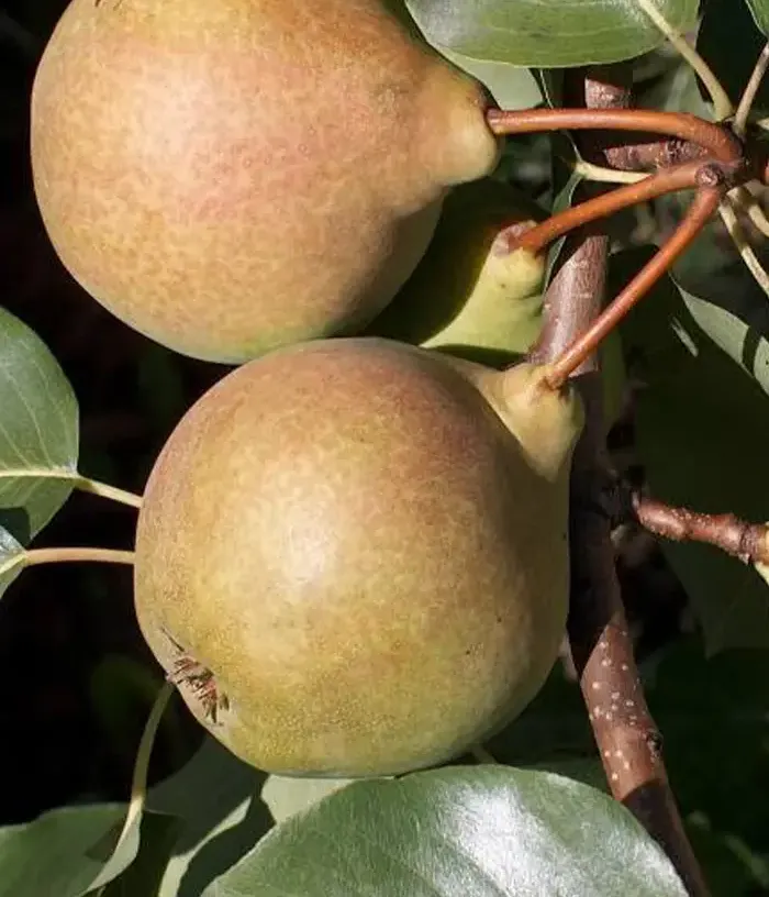 Pear (pyrus communis) JŪRATĖ - Tutifruti, s.r.o.