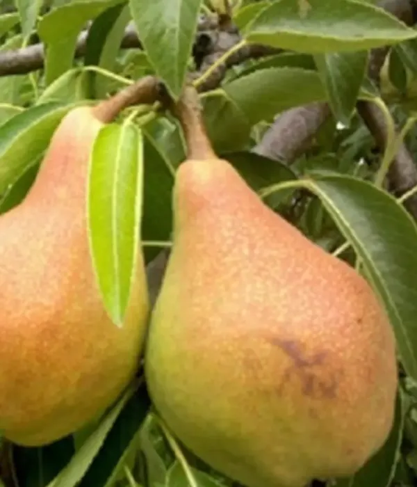 Pear (pyrus communis) LJUBIMICA OSENNJAJA