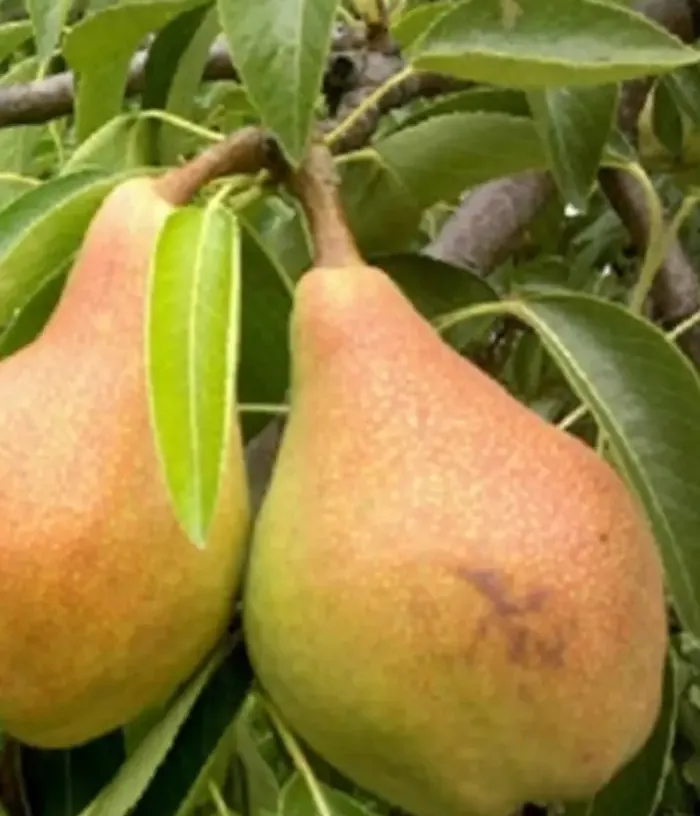 Pear (pyrus communis) LJUBIMICA OSENNJAJA