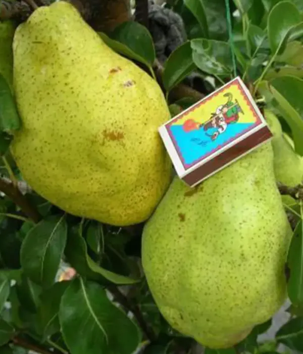Pear (pyrus communis) ZIMŇAJA MLIJEVSKAJA