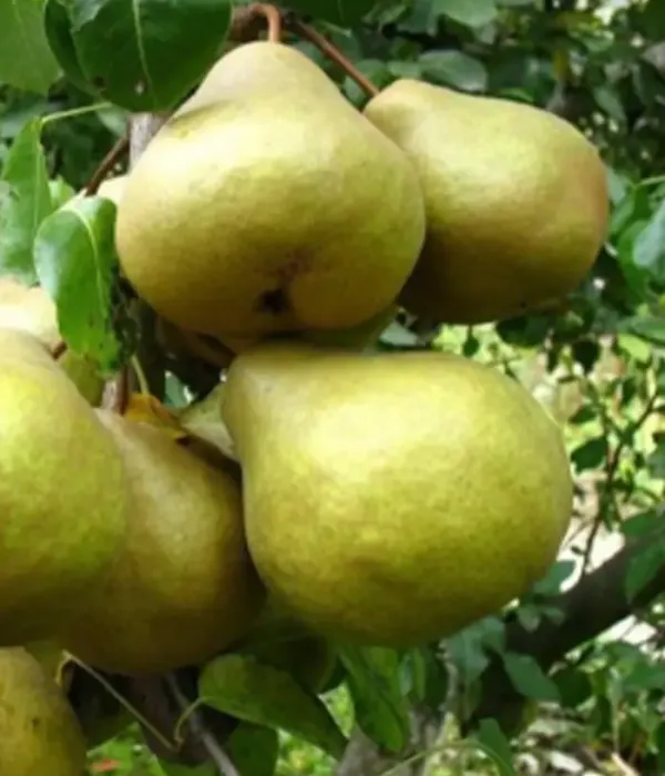 Pear (pyrus communis) PLATONOVSKAJA