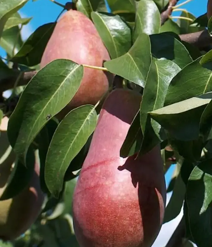 Hruška (Pyrus communis) SĒLIJA - Tutifruti, s.r.o.