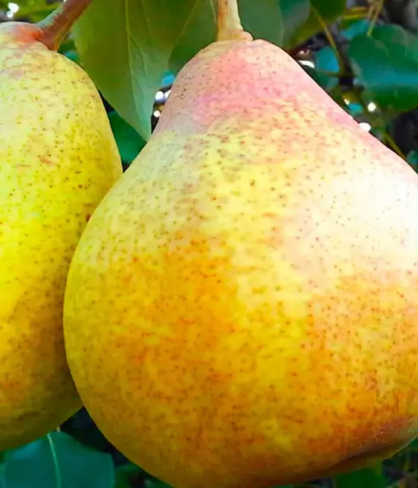 Birnenbaum  (Pyrus communis) BERE KIEVSKAYA