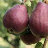 Birnenbaum (pyrus communis) RED BARTLETT