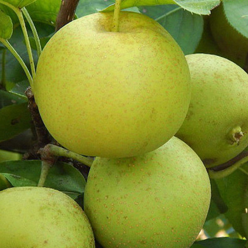 Nashi - Japanische Birnenbaum (Pyrus pyrifolia) SHINSEIKI