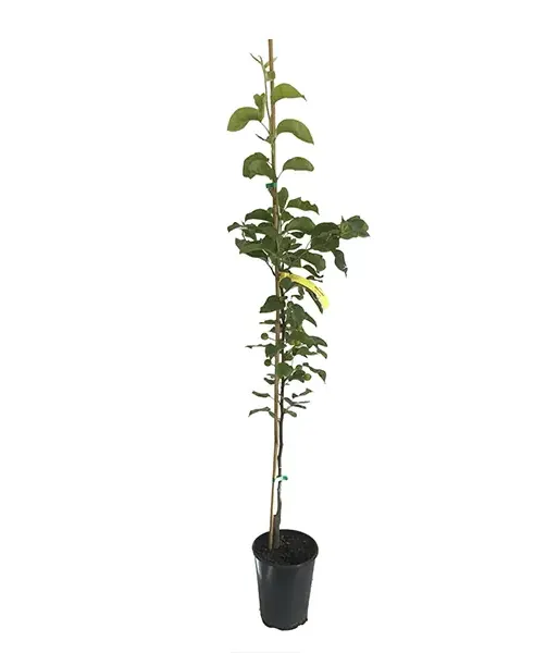 Apple Pear (Pyrus pyrifolia) SHINSEIKI