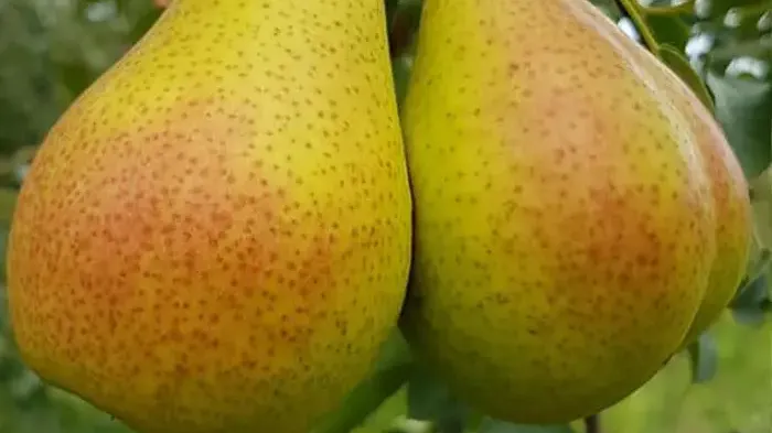 Fünf Winterbirnensorten für kühlere Gärten