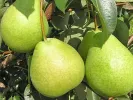 Apple Pear (Pyrus ussuriensis x Pyrus bretschneideri) TSU LI - Tutifruti SK
