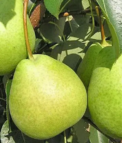 Apple Pear (Pyrus ussuriensis x Pyrus bretschneideri) TSU LI