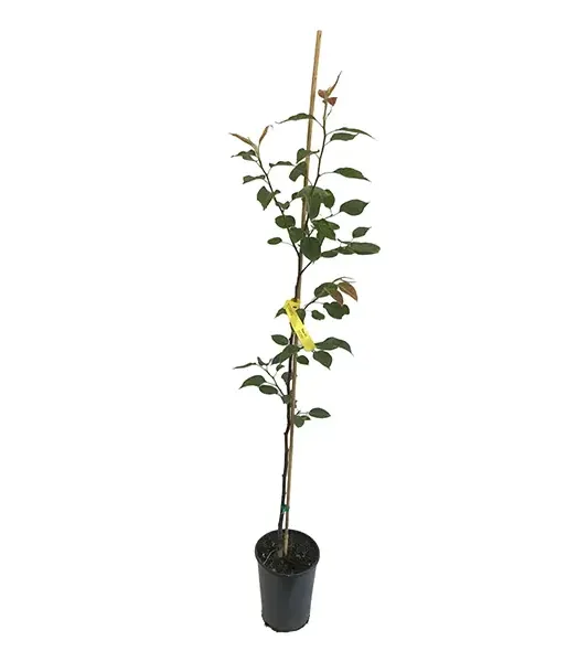 Apple Pear (Pyrus ussuriensis x Pyrus bretschneideri) TSU LI