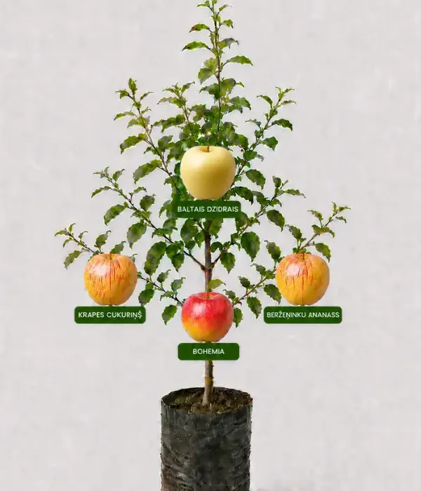 Rodinná multi-jabloň (Malus domestica)  BALTAIS DZIDRAIS + KRAPES CUKURIŅŠ + BERŽEŅINKU ANANASS + BOHEMIA 26/1