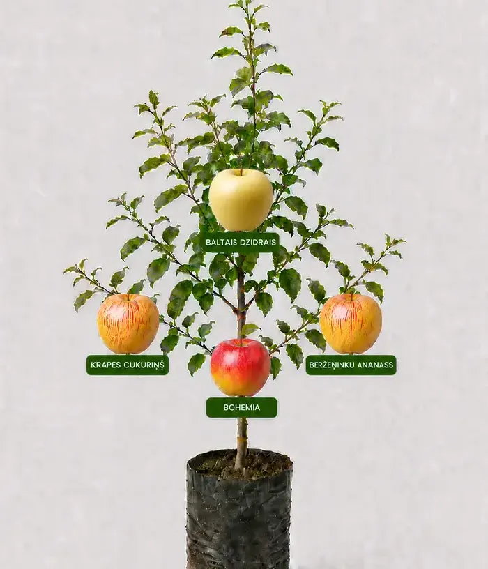 Family Apple Tree (Malus domestica)  BALTAIS DZIDRAIS + KRAPES CUKURIŅŠ + BERŽEŅINKU ANANASS + BOHEMIA 26/1 - Tutifruti, s.r.o.