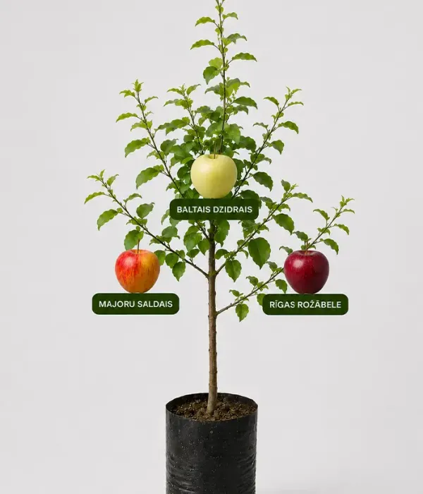 Rodinná multi-jabloň (Malus domestica) BALTAIS DZIDRAIS + MAJORU SALDAIS + RĪGAS ROŽĀBELE 26/10