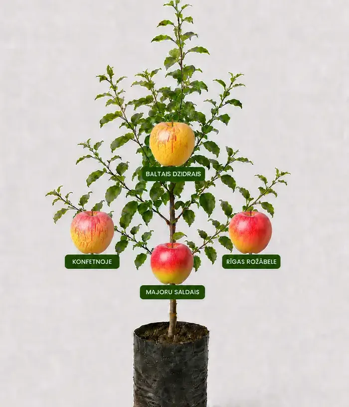 Familien-Apfelbaum (Malus domestica) BALTAIS DZIDRAIS + KONFETNOJE + MAJORU SALDAIS + RĪGAS ROŽĀBELE 26/10 - Tutifruti, s.r.o.