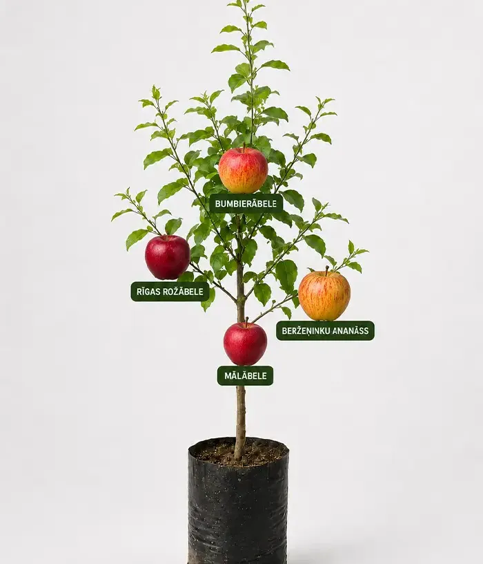 Family Apple Tree (Malus domestica) BUMBIERĀBELE + RĪGAS ROŽĀBELE + BERŽEŅINKU ANANĀSS + MĀLĀBELE - Tutifruti, s.r.o.