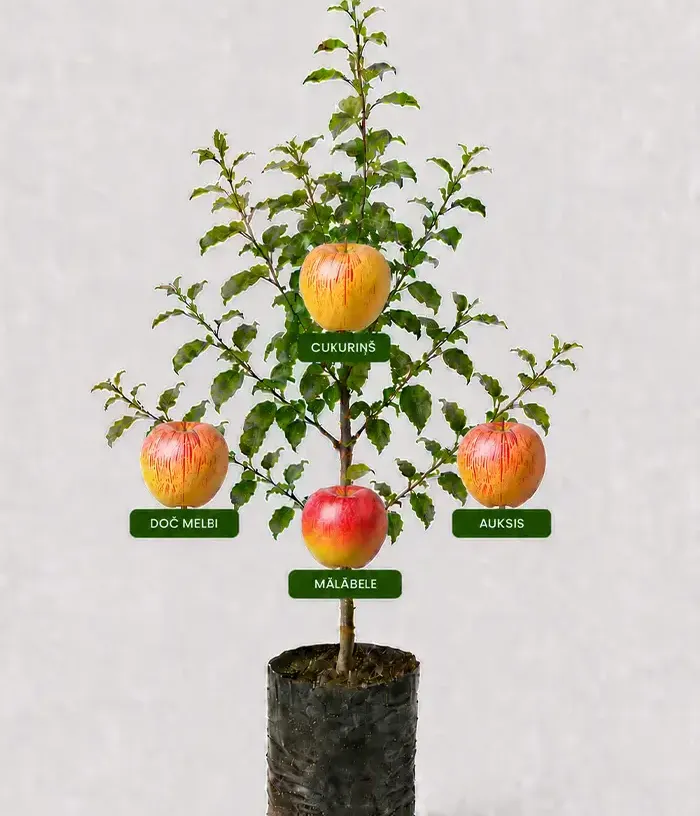 Familien-Apfelbaum (Malus domestica)  CUKURIŅŠ + DOČ MELBI + AUKSIS + MĀLĀBELE 26/12 - Tutifruti, s.r.o.