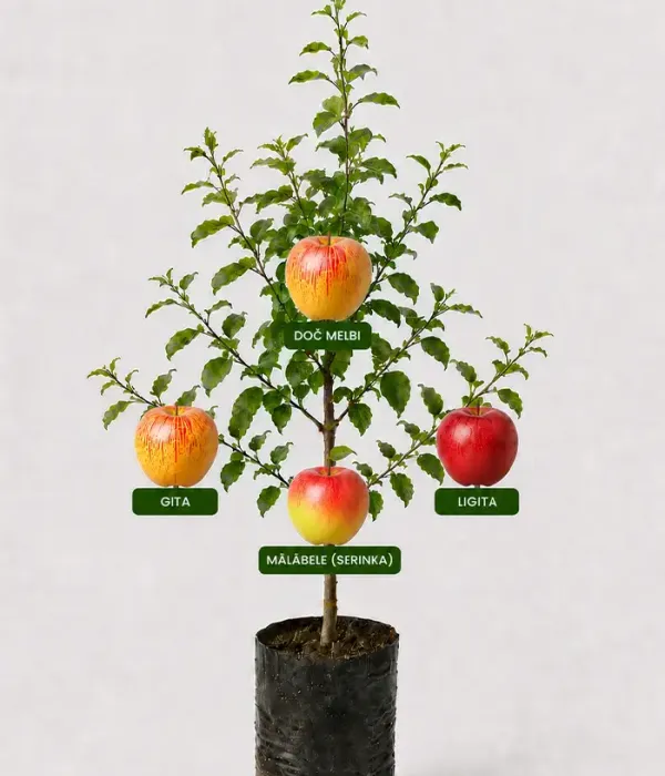 Rodinná multi-jabloň (Malus domestica) DOČ MELBI + GITA + MĀLĀBELE (SERINKA) + LIGITA 26/13