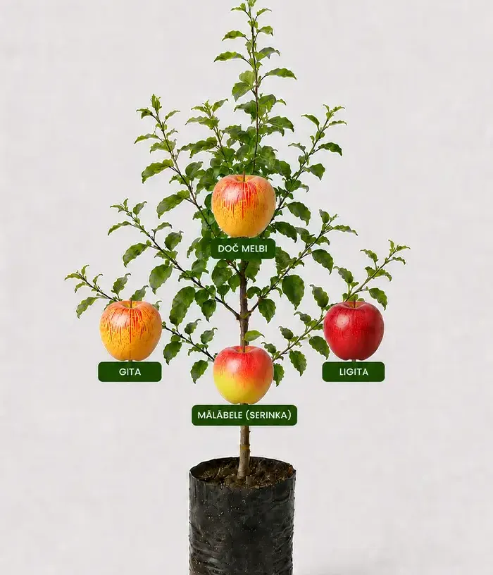 Rodinná multi-jabloň (Malus domestica) DOČ MELBI + GITA + MĀLĀBELE (SERINKA) + LIGITA 26/13 - Tutifruti, s.r.o.