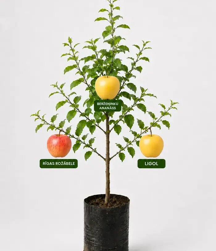 Familien-Apfelbaum (Malus domestica) RĪGAS ROŽĀBELE + BERŽEŅINKU ANANASS + LIGOL 26/15 - Tutifruti, s.r.o.