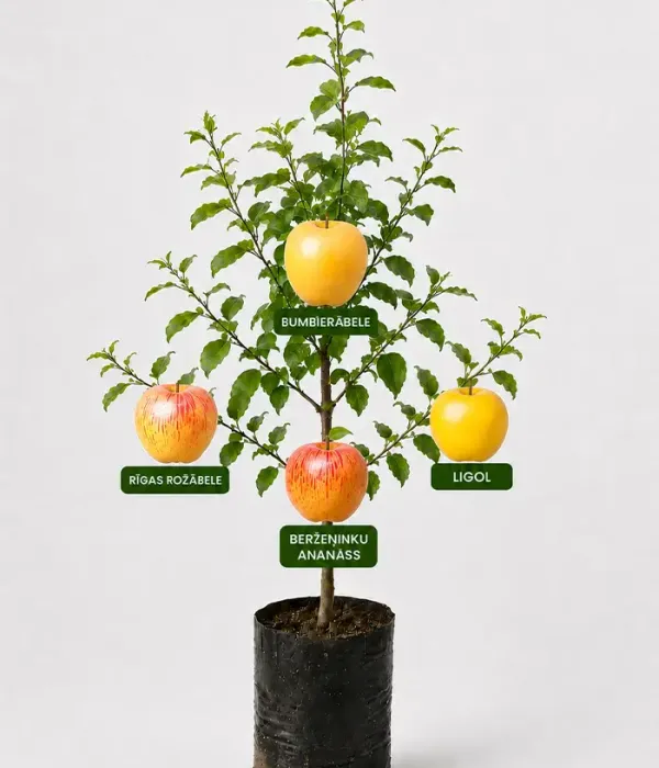 Family Apple Tree (Malus domestica) BUMBIERĀBELE + RĪGAS ROŽĀBELE + BERŽEŅINKU ANANĀSS + LIGOL 26/15