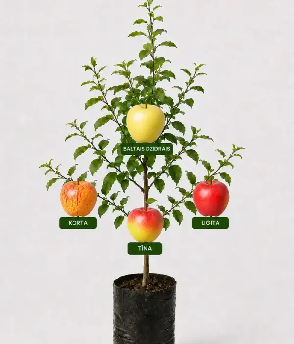 Familien-Apfelbaum (Malus domestica) KORTA + BALTAIS DZIDRAIS + TĪNA + LIGITA 26/17