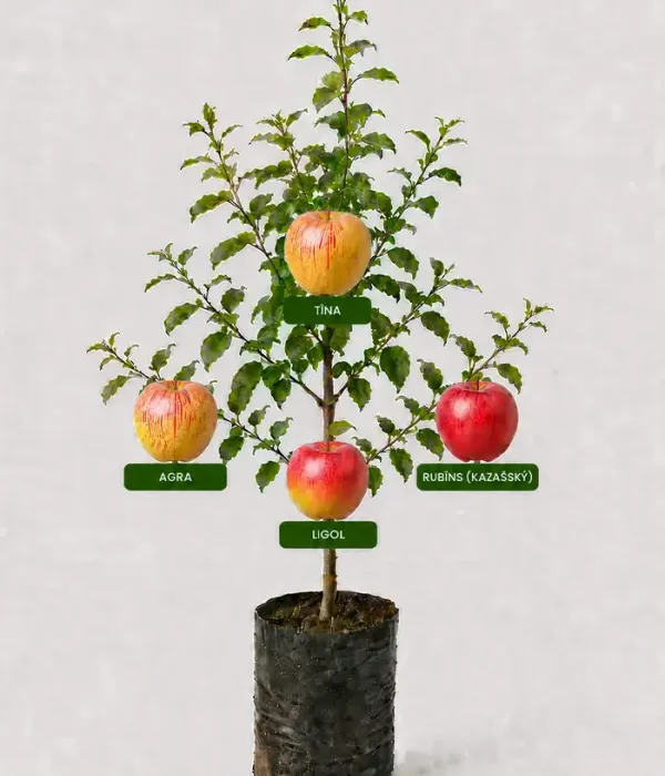 Rodinná multi-jabloň (Malus domestica) AGRA + TĪNA + RUBĪNS + LIGOL 26/2