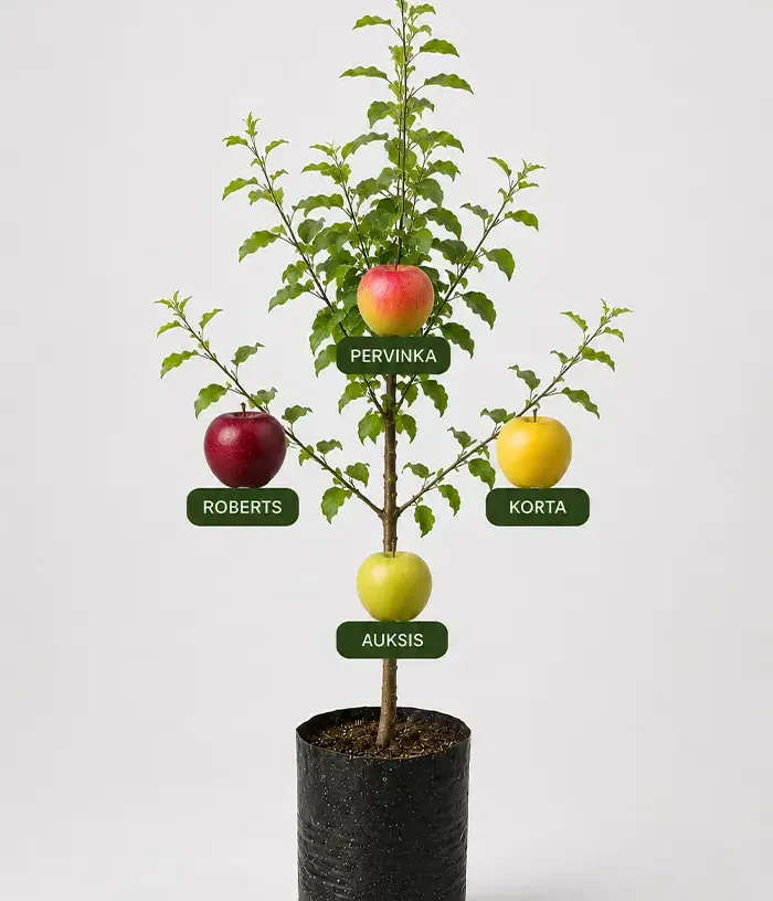 Family Apple Tree (Malus domestica) KORTA + ROBERTS + PERVINKA + AUKSIS - Tutifruti, s.r.o.