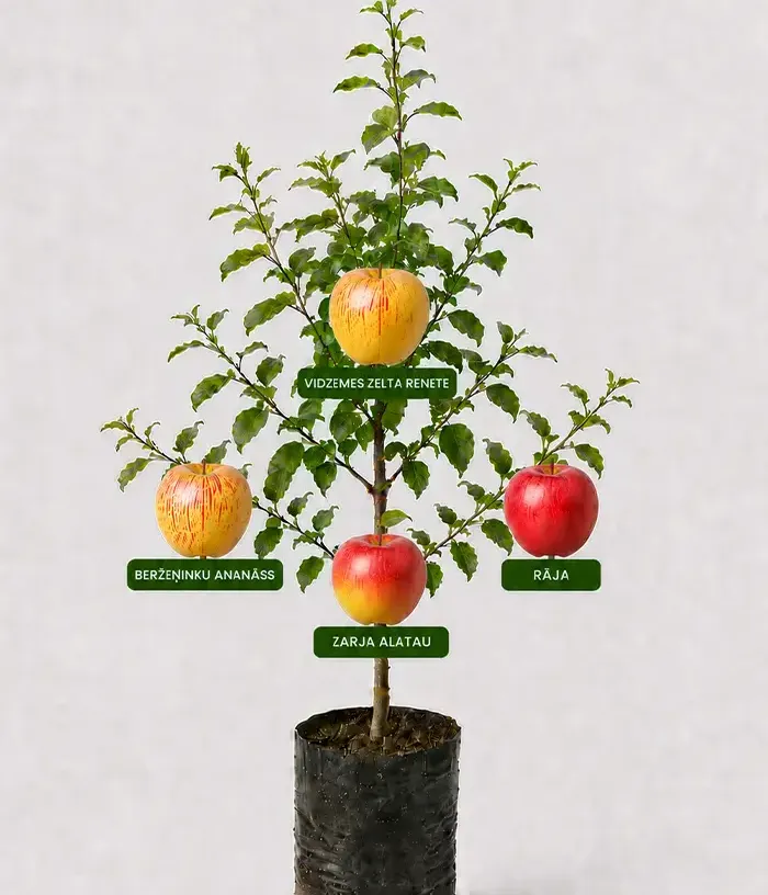 Family Apple Tree (Malus domestica) BERŽEŅINKU ANANĀSS + VIDZEMES ZELTA RENETE + RĀJA + ZARJA ALATAU 26/23 - Tutifruti, s.r.o.