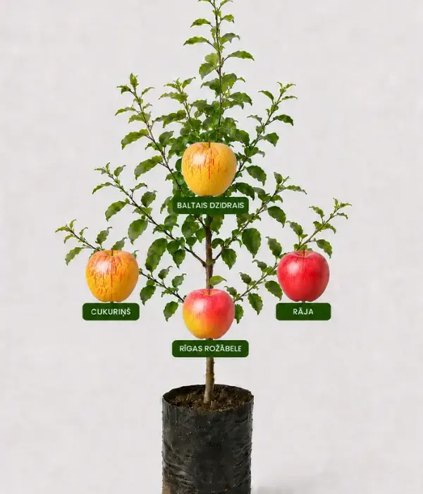 Rodinná multi-jabloň (Malus domestica) CUKURIŅŠ + BALTAIS DZIDRAIS + RĪGAS ROŽĀBELE + RĀJA 26/24