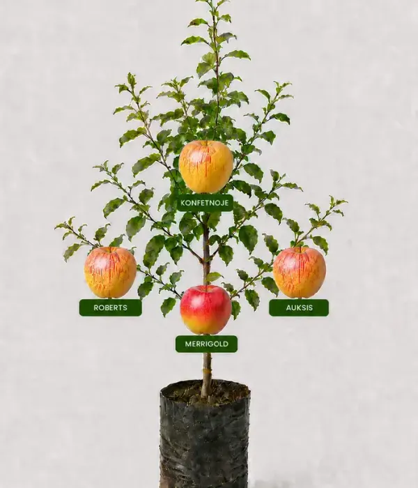 Familien-Apfelbaum (Malus domestica) KONFETNOJE + ROBERTS + AUKSIS + MERRIGOLD 26/25