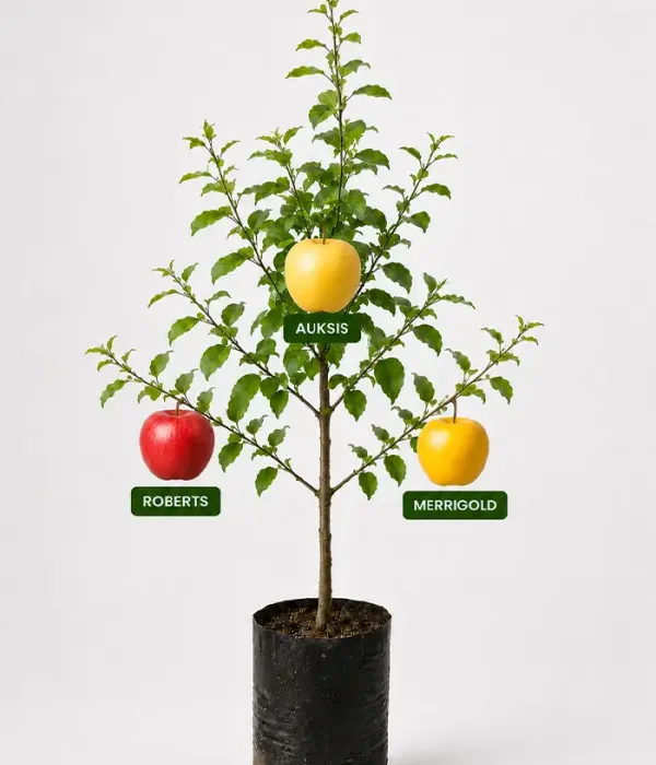 Rodinná multi-jabloň (Malus domestica)  ROBERTS + AUKSIS + MERRIGOLD 26/25